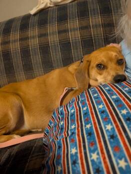 Dandelion -  Terrier Dog for Adoption in New Cumberland, West Virginia - Dandelion | PetCurious