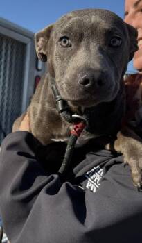 Terrier and Mixed Breed Dogs Available for Adoption - Waffle | PetCurious