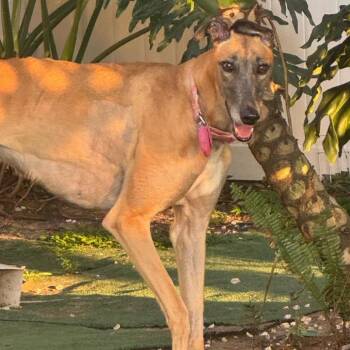 RiRi -  Greyhound Dog for Adoption in Winter Park, Florida - RiRi | PetCurious