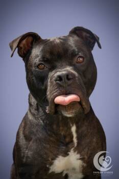 Rescue Staffordshire Bull Terrier and Mixed Breed Dogs for Adoption in Raleigh, North Carolina - ADAM | PetCurious