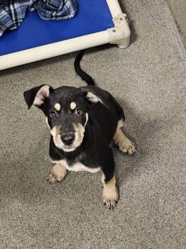 COROLLA -  German Shepherd Dog and Mixed Breed Dog for Adoption - COROLLA | PetCurious