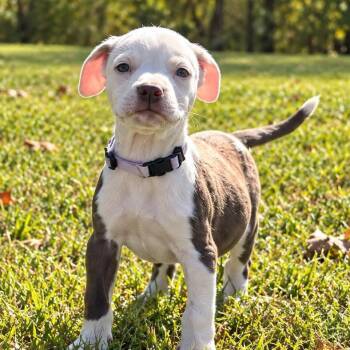 Pardon West -  Boxer Dog for Adoption in Andover, Massachusetts - Pardon West | PetCurious