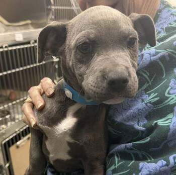 Labrador Retriever Dogs Available for Adoption - Eli | PetCurious