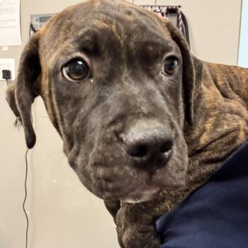 Balu -  Terrier Dog for Adoption in St. Louis, Missouri - Balu | PetCurious