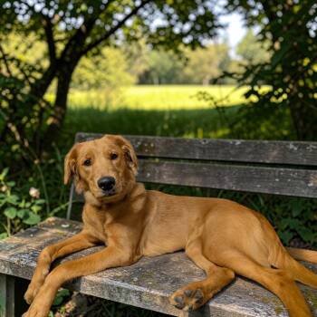 Ginger Claire -  Golden Retriever Dog for Adoption in Berwick, Pennsylvania - Ginger Claire | PetCurious