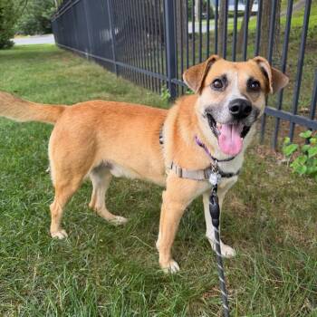 Bob Hope -  Shepherd and Mixed Breed Dog for Adoption in Falls Church, Virginia - Bob Hope | PetCurious