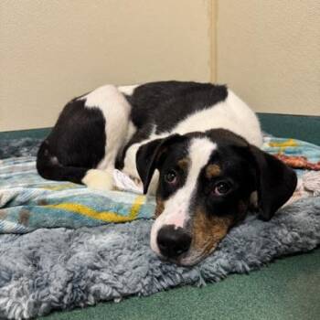 Slip n Slide -  Labrador Retriever and Mixed Breed Dog for Adoption in Richmond, Virginia - Slip N Slide | PetCurious
