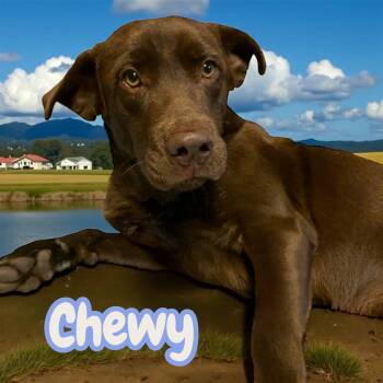 Rescue Chocolate Labrador Retriever Dogs for Adoption in Chuckey, Tennessee - Chewy - NC | PetCurious