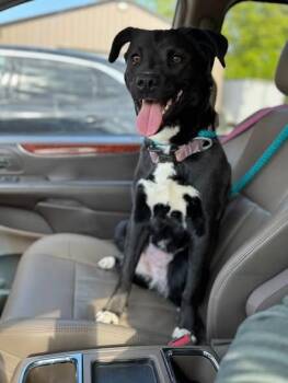 Australian Shepherd and Boxer Dogs Available for Adoption in Effingham, Illinois - Trixie | PetCurious