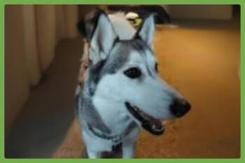 Husky and Alaskan Malamute Dogs Available for Adoption - Tusky | PetCurious
