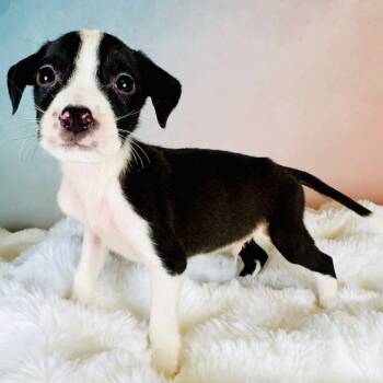 Rescue Pit Bull Terrier Dogs for Adoption in Wichita, Kansas - Radar | PetCurious