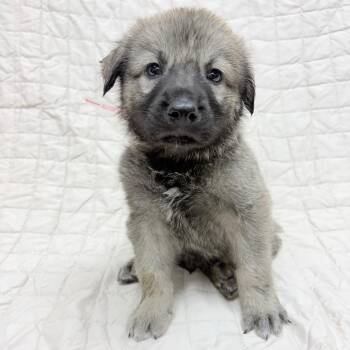Great Pyrenees and Mixed Breed Dogs Available for Adoption in Parker, Colorado - 517 (2026) | PetCurious