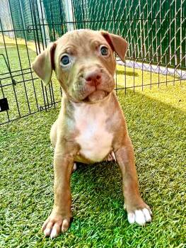 Lexington -  American Bulldog and Mixed Breed Dog for Adoption in Cape Coral, Florida - Lexington | PetCurious