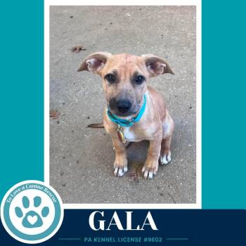 Gala (Apple Bobbers) 102426 -  Shepherd and Cattle Dog Dog for Adoption in Kimberton, Pennsylvania - Gala (Apple Bobbers) 102426 | PetCurious