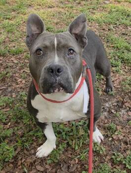 DELLA -  American Staffordshire Terrier and Mixed Breed Dog for Adoption in Fort Lauderdale, Florida - DELLA | PetCurious