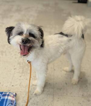 *Loddy* -  Lhasa Apso Dog for Adoption in Salt Lake City, Utah - *Loddy* | PetCurious