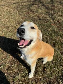 Rescue Golden Retriever Mix Dogs for Adoption in Knoxville, Tennessee - Tucker | PetCurious