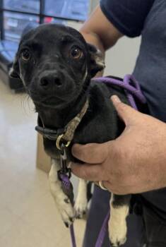 LIL SMOKEY -  Chihuahua Dog for Adoption in Killeen, Texas - LIL SMOKEY | PetCurious