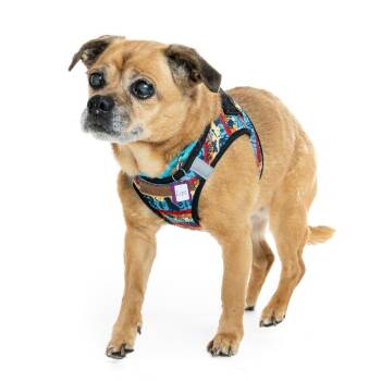 Chihuahua and Pug Dogs Available for Adoption in San Francisco, California - Lupe 13638 | PetCurious