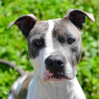 Velma -  Pit Bull Terrier and Mixed Breed Dog for Adoption in Ottawa, Kansas - Velma | PetCurious