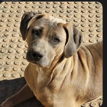 Presa Canario Dogs Available for Adoption in Cumming, Georgia - Fiona | PetCurious