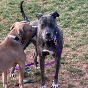 Rescue Bull Terrier and Mastiff Dogs for Adoption in York, Pennsylvania - Roxy | PetCurious