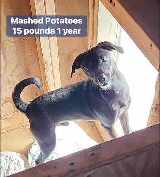 Rescue Chihuahua Dogs for Adoption - Foster Or Foster To Adopt Needed For Thanksgiving Pups | PetCurious