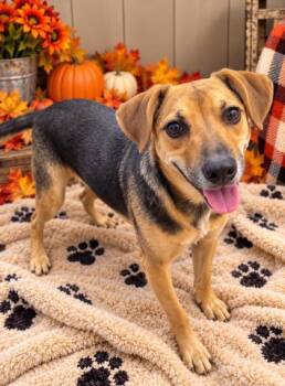 Jo Jo -  Australian Cattle Dog Blue Heeler Dog for Adoption in Winfield, Kansas - Jo Jo | PetCurious