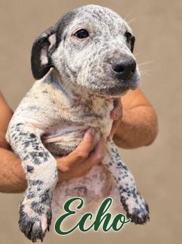 Echo -  Australian Cattle Dog Blue Heeler Dog for Adoption in Manchester, Connecticut - Echo | PetCurious
