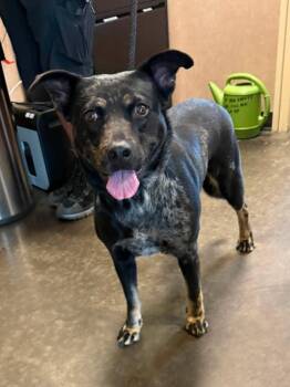 Found stray: Rita -  Australian Cattle Dog Blue Heeler and Shepherd Dog for Adoption in Rockwall, Texas - Found Stray: Rita | PetCurious