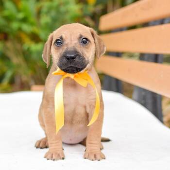 Mixed Breed Dogs Available for Adoption in Kailua-kona, Hawaii - Papaya | PetCurious
