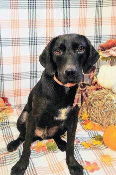 Rescue Hound and Mountain Cur Dogs for Adoption - Jethro | PetCurious