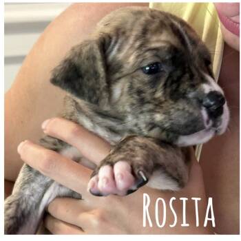 Rescue Pit Bull Terrier Dogs for Adoption in New Orleans, Louisiana - Rosita | PetCurious