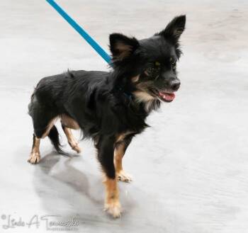 Rescue Chihuahua Dogs for Adoption in Albany, New York - Lilly | PetCurious