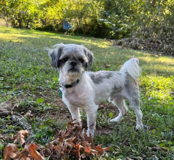 Rudy -  Shih Tzu Dog for Adoption in Atlanta, Georgia - Rudy | PetCurious