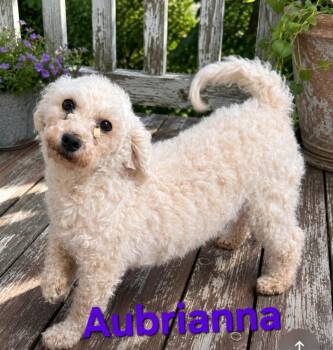 Aubrianna -  Bichon Frise Dog for Adoption in Seaford, Delaware - Aubrianna | PetCurious