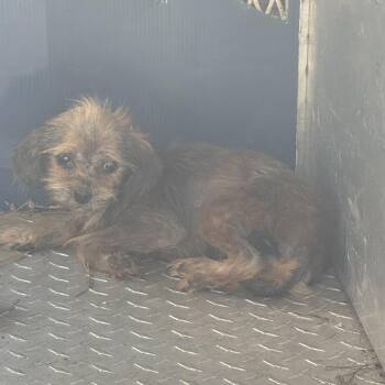 Gizmo -  Yorkshire Terrier Dog for Adoption in Lagrange, Georgia - Gizmo | PetCurious