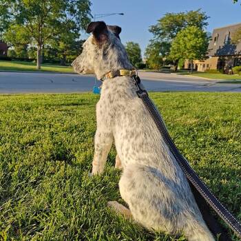 Pepper -  Cattle Dog and Shepherd Dog for Adoption in Arlington Heights, Illinois - Pepper | PetCurious