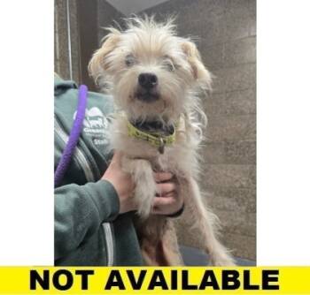 Rescue Bichon Frise and Mixed Breed Dogs for Adoption in Eugene, Oregon - Moses | PetCurious