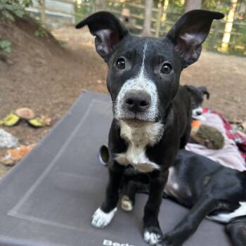 Rescue Mixed Breed Dogs for Adoption in Sammamish, Washington - Raven | PetCurious