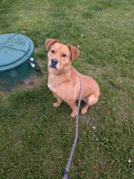 Butterball -  Labrador Retriever and Dachshund Dog Available for Adoption in Vaudreuil-dorion, Quebec - Butterball | PetCurious