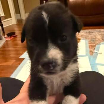 Tiny Tim -  Pit Bull Terrier and Mixed Breed Dog for Adoption in Dover, Arkansas - Tiny Tim | PetCurious