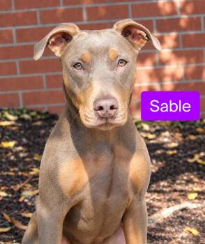 Sable -  Doberman Pinscher Dog for Adoption in Stockbridge, Georgia - Sable | PetCurious