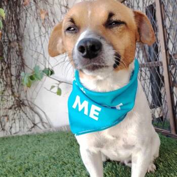 Rescue Jack Russell Terrier Dogs for Adoption in San Diego, California - Manchas | PetCurious