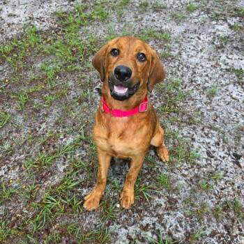 Bailey (In Training) -  Hound Dog for Adoption in Umatilla, Florida - Bailey (In Training) | PetCurious