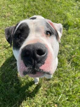 Petey -  American Bulldog Dog Available for Adoption in Nashville, Georgia - Petey | PetCurious