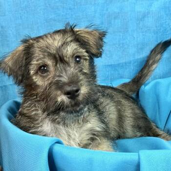 Flynn my mom is a terrier mix (19 lb) - my dad took off but we t -  Terrier and Poodle Dog for Adoption in Hondo, Texas - Flynn My Mom Is A Terrier Mix (19 Lb) - My Dad Took Off But We T | PetCurious