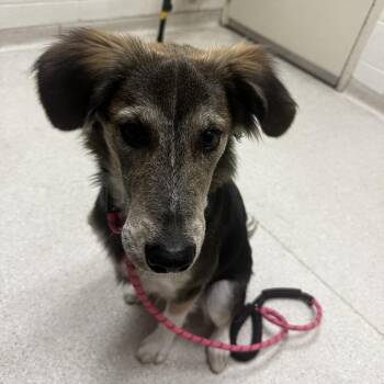 Rico -  Mixed Breed Dog for Adoption in Murray, Utah - Rico | PetCurious