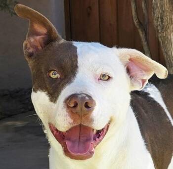 American Staffordshire Terrier Dogs Available for Adoption in North Valley, New Mexico - Silly Sweet Mr Snarf ~ Sweet Gentleman ! | PetCurious