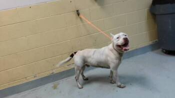 KILO -  Pit Bull Terrier and Mixed Breed Dog for Adoption in Tulsa, Oklahoma - KILO | PetCurious
